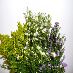 asters assorted flower